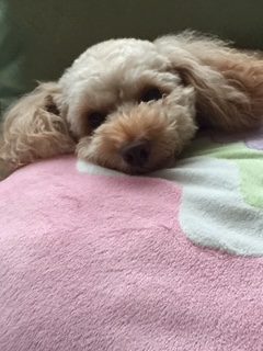 愛犬に癒される日々