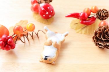 愛犬のお散歩と抱っこ