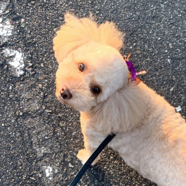 愛犬がもたらす大切な時間