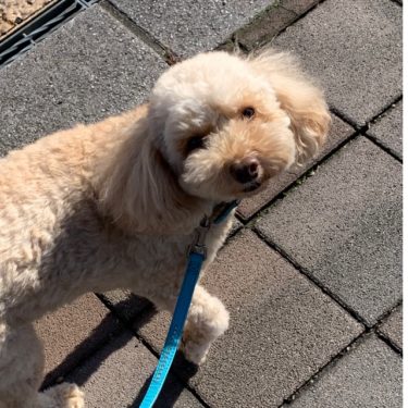 散歩時間、変更です。