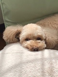 散歩の後はどうすべき？