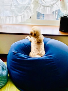 人も犬もダメにするクッション・・・汚して落ち込む愛犬