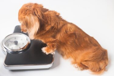 おデブと言われて傷ついた？愛犬自らダイエット？？