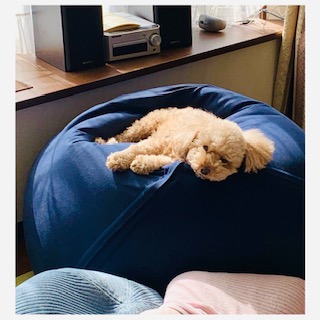 お家時間をまったりと。人も犬もダメにするクッション
