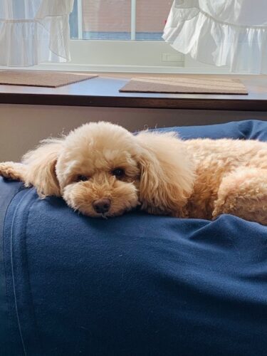 散歩道のおしゃべり・・・うんざり顔の愛犬