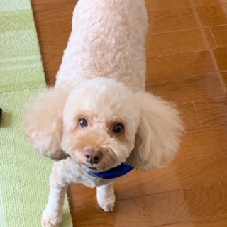 犬はかすがい？