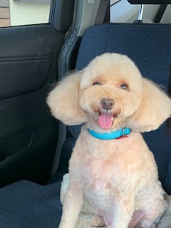 愛犬ナツの長い長いお留守番　～その２～