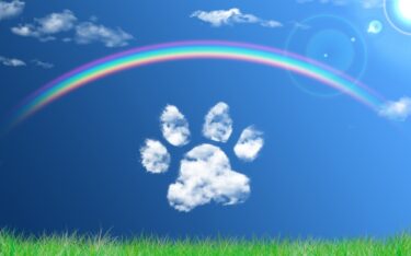 愛犬ナツの長い長いお留守番