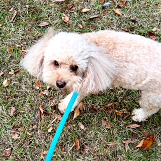 体重増加で心配、愛犬の膝蓋骨脱臼(パテラ）とマッサージ