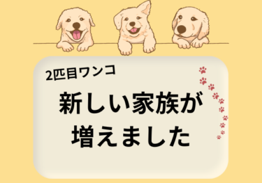 突然の新しい家族